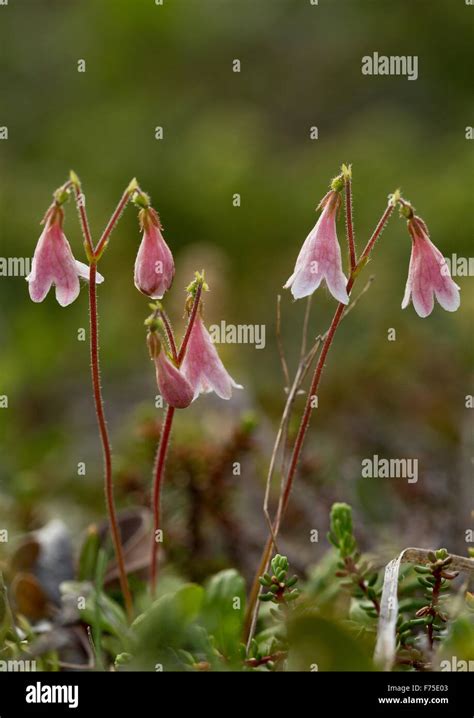 Twinflower Linnaea Borealis In Flower Linnaeus Favourite Flower