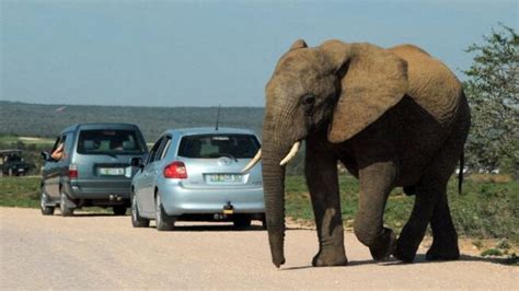 Un turista español muere en Sudáfrica pisoteado por un elefante Mediatiko