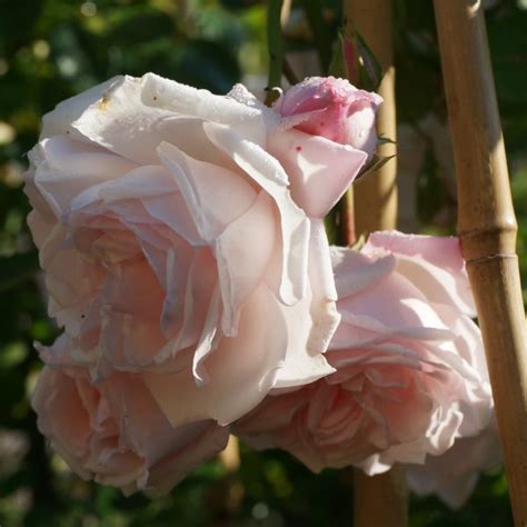 Rose Coral Dawn – Ginkgo Gardens