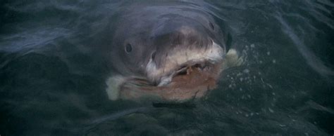 From The Bushes By Purr Hiss Hentai Foundry