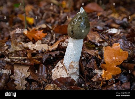 Phallus impudicus fungi also known as stinkhorn with spore gel dripping ...