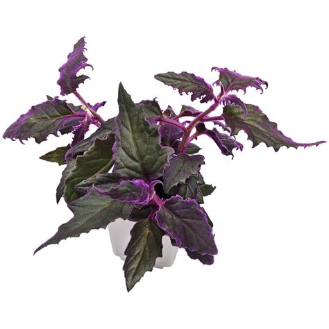 Gynura aurantiaca | Aquasabi - Aquarium Shop