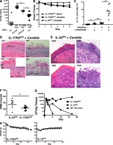 cells  il  receptor signaling  essential  mucosal host