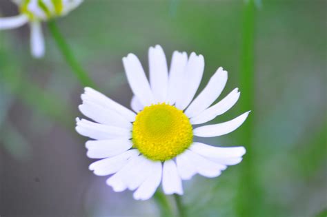 daisy  adirandacker  deviantart