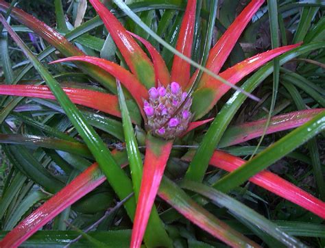 Bromeliads In Australia Recurvata