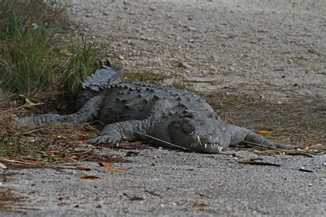 The 'seasick' crocodiles of South Florida