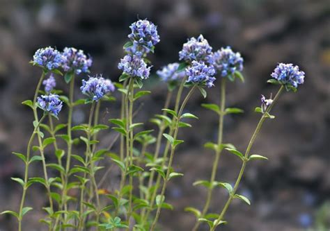 Алтайский чай- Зизифора клиноподиевидная. Вес 25 гр. - Пасеки семьи Лукаш