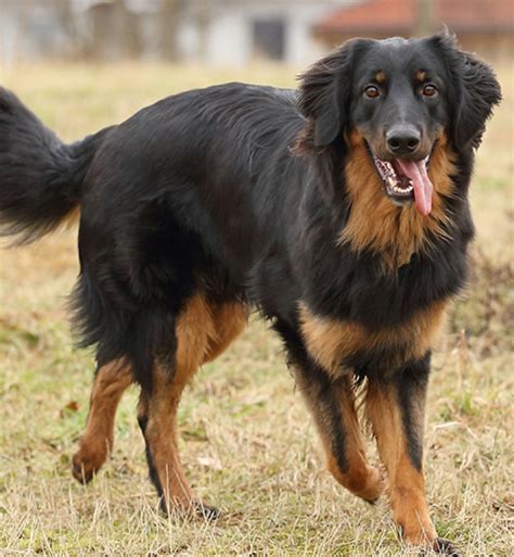 35 Working Dog Breeds That Are as Strong as They Are Cuddly - PureWow