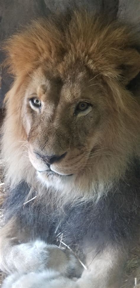 Lion at Oregon Zoo in Portland : r/Portland