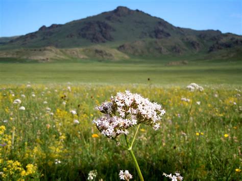 The Mongolian plant world - Mongolei-Reise