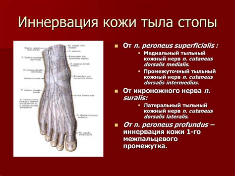 Спинномозговые нервы - презентация онлайн