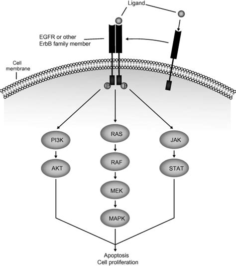 The Egfr Signaling Pathway Upon Ligand Binding Egfr Or Another Erbb