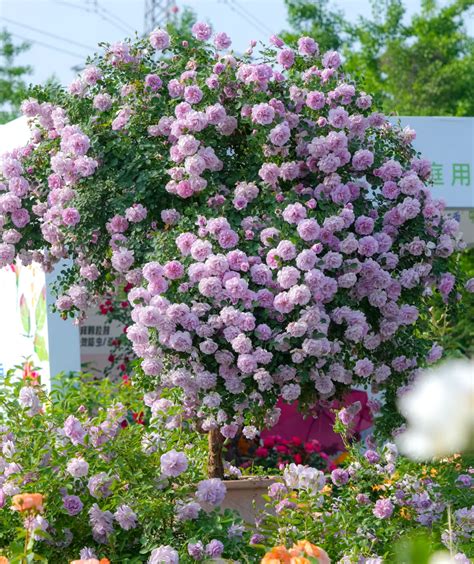 Rose Rainy Blue 1 Gallon live plant – Youna Botanic