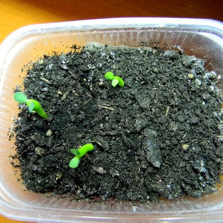 Мужские цветки молочая тучного / Euphorbia obesa