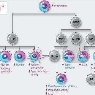 Factors Underlying Sex Differences In GBM Schematic Depicting