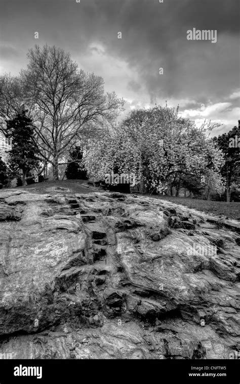 Prunus Serrulata Kanzan Banque D Images Noir Et Blanc Alamy