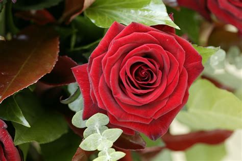 rose plants  rose   woody perennial   originally