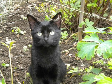 Безплатна снимка : коте, Черна котка, черно, градина, фауна, гръбначен ...