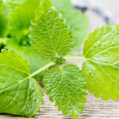 Bulk Lemon Balm Seeds | Buy in Bulk & Save | Bulk Seed Store