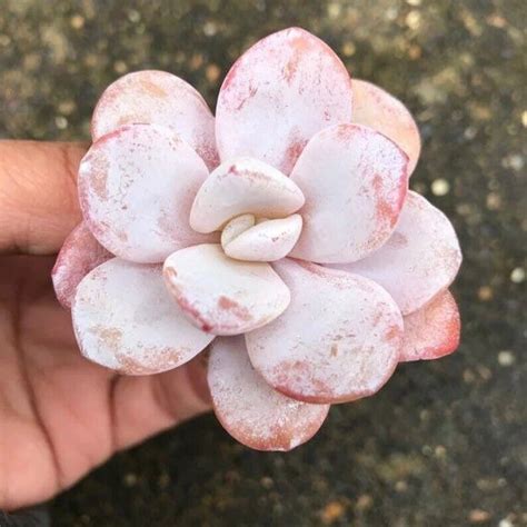 Rare Succulent Echeveria Laui Seeds Pink Pcs Pack Seeds Ebay