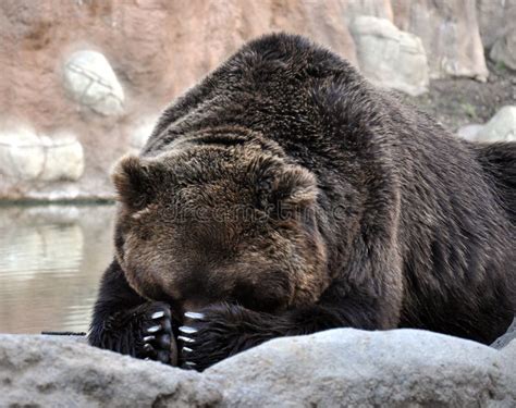 L'orso bruno immagine stock. Immagine di pericolo, occhio - 37678501