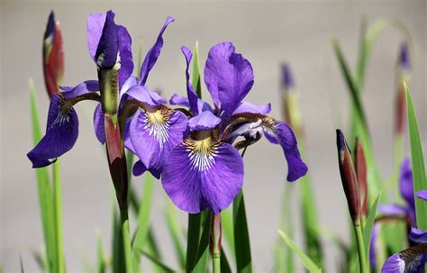 purple iris iris images pixabay