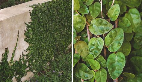 Ficus Pumila Creeping Fig To Creep Over And Along The Retaining Wall