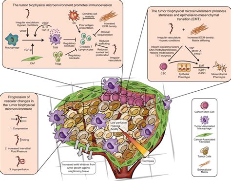 Epigenetic Modulations Of Immune Cells From Normal 48 Off