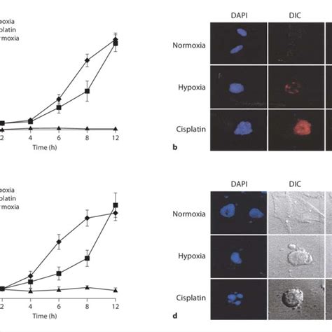 Nuclear Translocation Of Cytochrome C During Hypoxiainduced Apoptosis