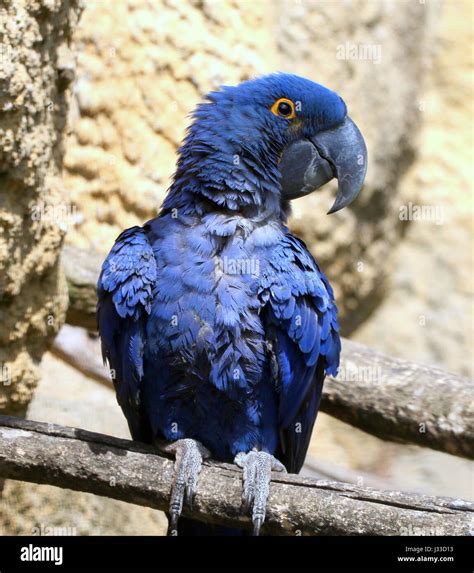 South American Hyacinth Macaw Anodorhynchus Hyacinthinus Largest