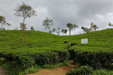 7 Best Places For Tea Plantation Trails In India Blog