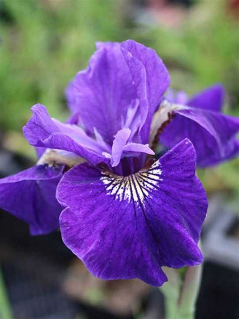 Wiesen Iris Ruffled Velvet Iris Sibirica Ruffled Velvet