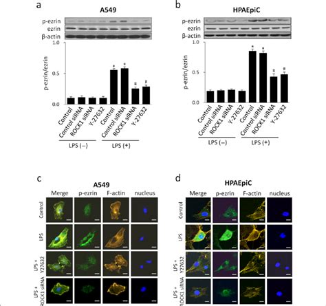 Rock Mediated Lps Induced Ezrin Phosphorylation And Translocation A