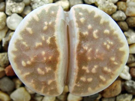 CactusGarden - Продажа семян литопсов Lithops karasmontana v ...