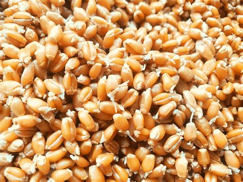 How To Sprout Wheat And Why It S Important The Home Intent