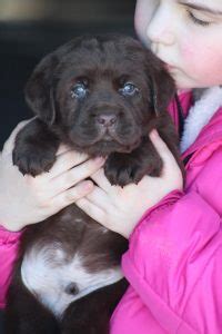 Green Collar Male Michigan Elite Labradors