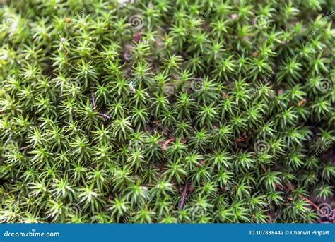 moss growing   rock  rain forest stock photo image  growth