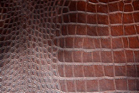 Alligator Skin Stock Image Image Of Wild Abstract Leather 26640931