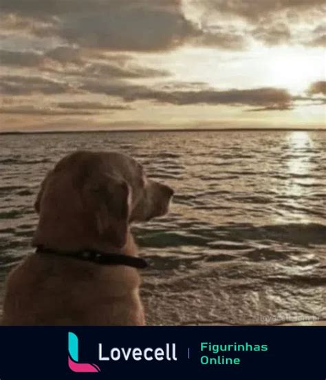 Cachorro Olhando Pro Sol Meme