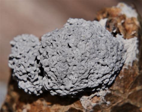 Grey Dogs Vomit Plasmodial Slime Mould Fuligo Sp Physarac Flickr