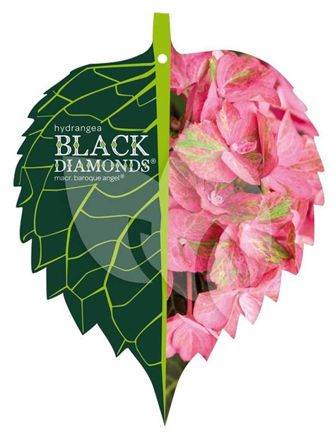 Hydrangea Macrophylla Black Diamond Baroque Angel Pink