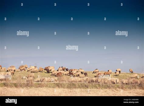 Picture Of Sheeps White Sheeps Standing In A Pasture Sheep Are