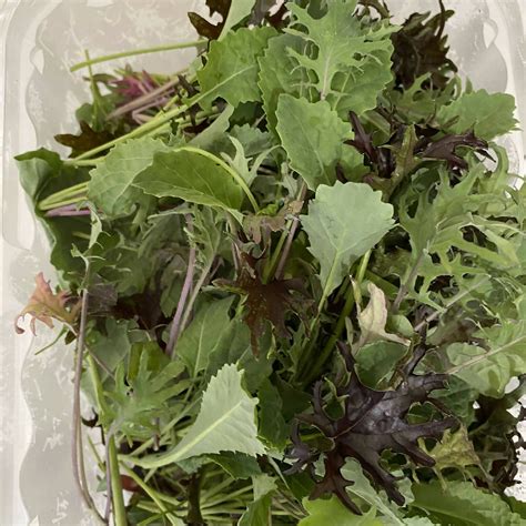 Baby Kale Greenwave Hydroponic Farm Farmdeliver