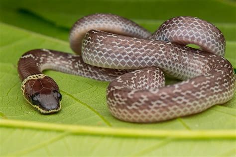 Harmless Snakes Weird And Wonderful Pets