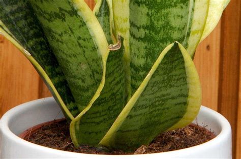 Sansevieria Black Gold - Gardeners' Best Kept Care Secrets - Petals And ...