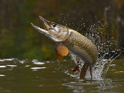 Learn About Pike, the Iconic Freshwater Predator Fish - FishOnTips