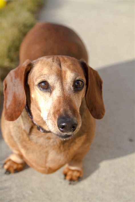 Windy City Canine Rescue April Miniature Dachshund Adoption Pending