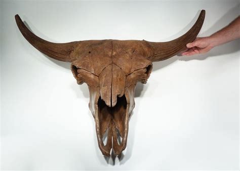 FINEST EUROPEAN ICE AGE FOSSIL STEPPE WISENT BISON SKULL *BIS1 | Bison ...