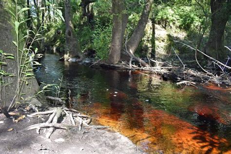 Leon Sinks Geological Area A Favorite Panhandle Day Hike