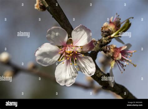 Prunus Dulcis Almond Tree In Spring Germany Stock Photo Alamy